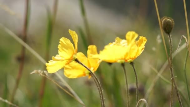 Vilda gula blommor i höga berg — Stockvideo