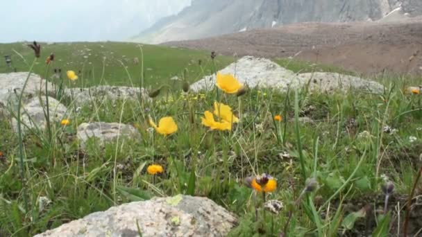 Wild gele bloemen in de hoge bergen — Stockvideo