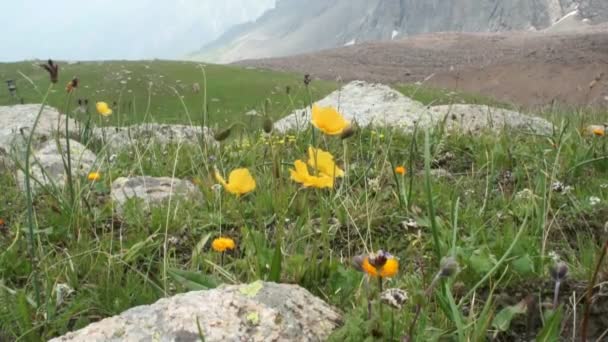 Flores amarelas selvagens em altas montanhas — Vídeo de Stock