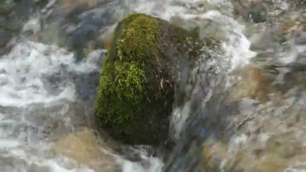 Лесной ручей бежит по мшистым камням — стоковое видео