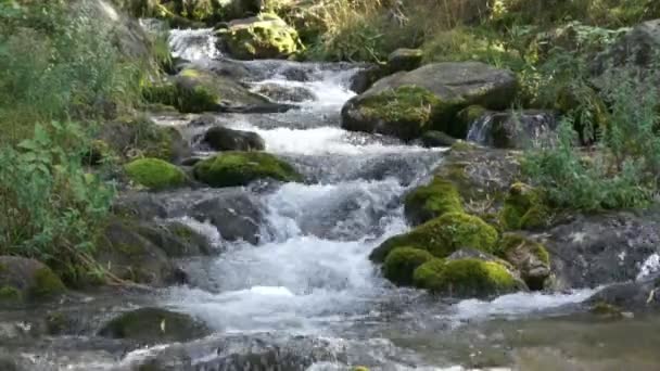 森林溪流在长满苔藓的岩石上运行 — 图库视频影像