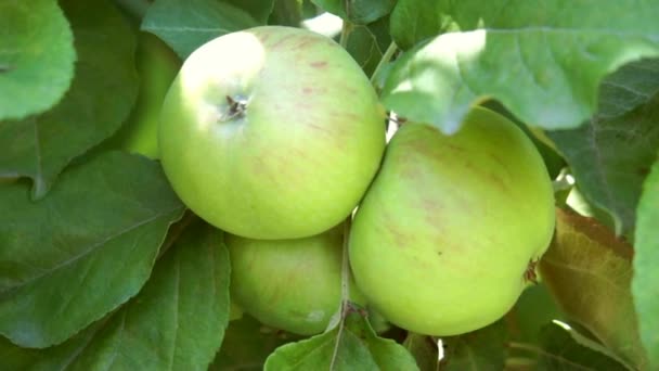 Groene appels op een appelboom tak in de tuin — Stockvideo