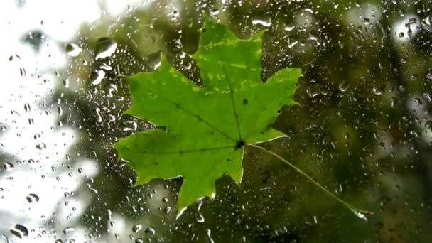 Hoja de arce en la ventana bajo la lluvia — Vídeos de Stock