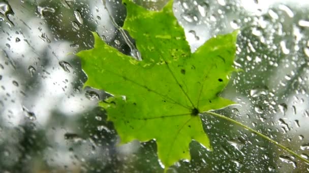 Maple leaf on the window in the rain — Stock Video