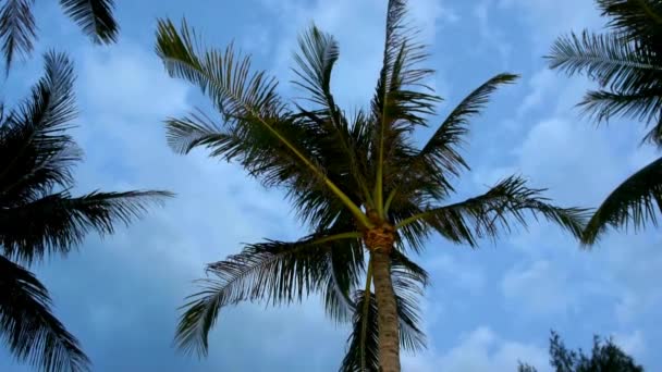 Playa caribeña en la noche con palmera, incluye audio — Vídeo de stock