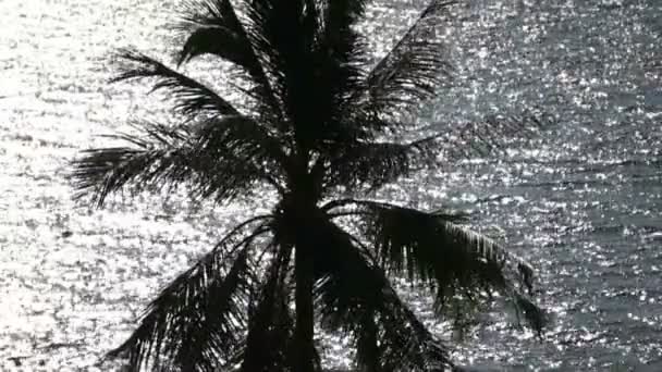 Palm tree silhouette on night tropical sea — Stock Video