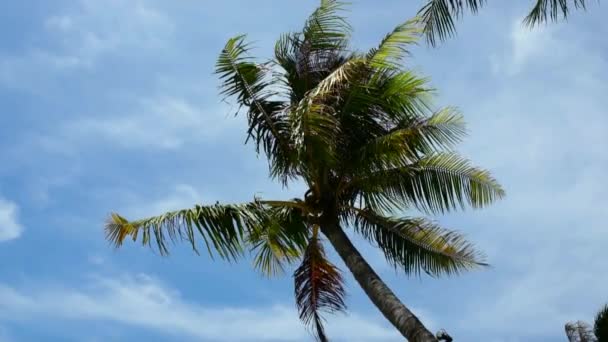 Caribbean beach with palm tree — Stock Video