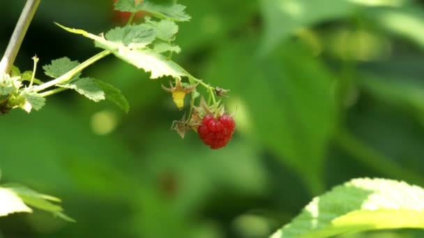 Une framboise accrochée à un buisson — Video