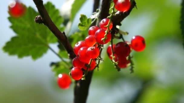 Grosellas rojas en el jardín — Vídeos de Stock