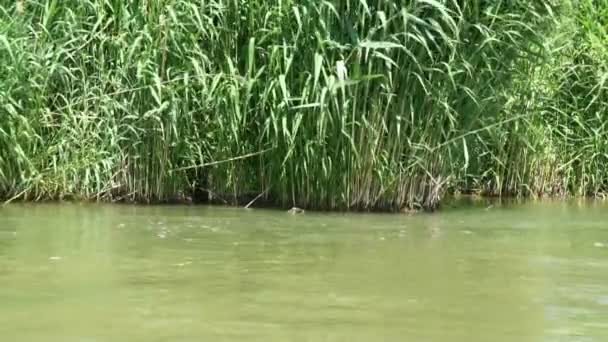 Groene rieten bladeren aan rivier — Stockvideo