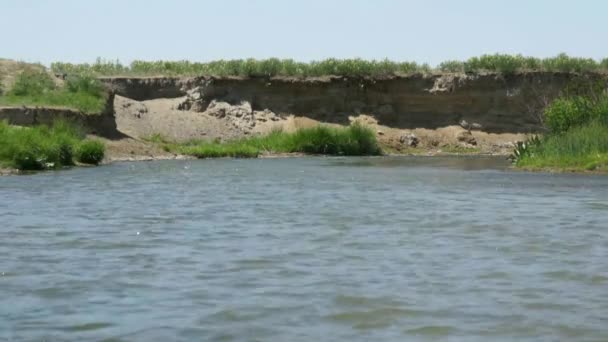 Rivière qui coule et roseaux verts — Video