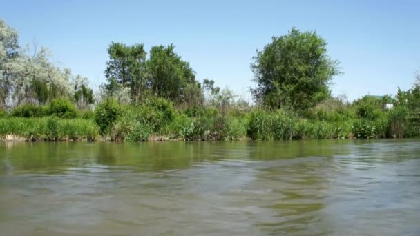 Flowing river and green reeds — Stock Video