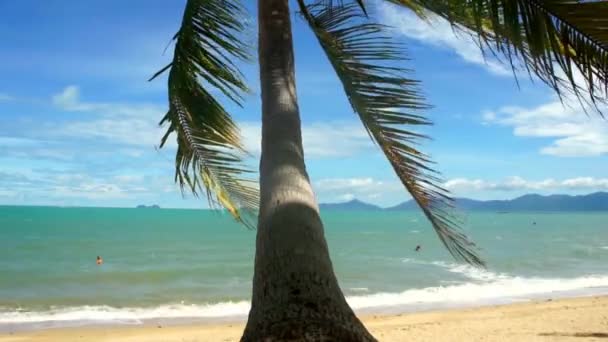 Praia tropical com coqueiro — Vídeo de Stock