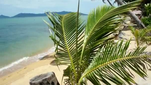 Tropische zee met coconut palm — Stockvideo