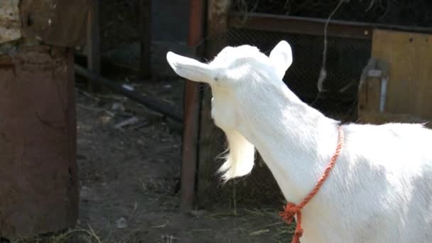 Bílá koza na farmě — Stock video