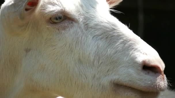 Белый козел на ферме — стоковое видео