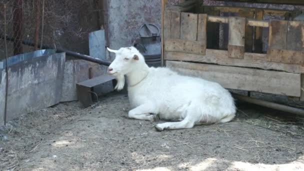 Cabra blanca en la granja — Vídeo de stock