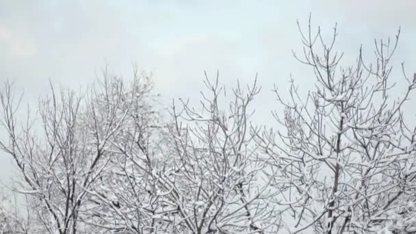 Arbres d'hiver et avion volant — Video