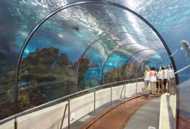 Balıkları akvaryumda bakarak turist