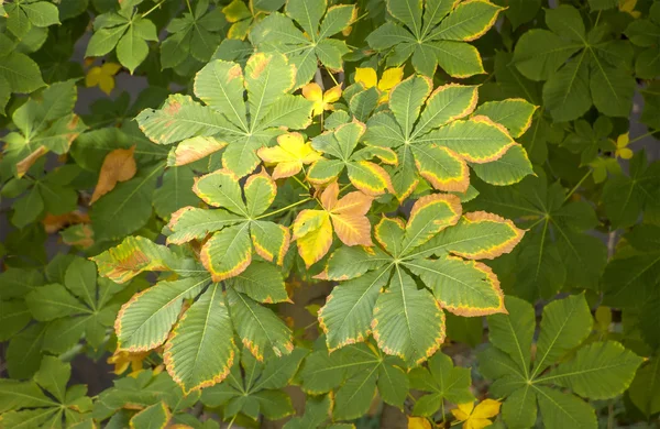 Herfst geel groene bladeren — Stockfoto