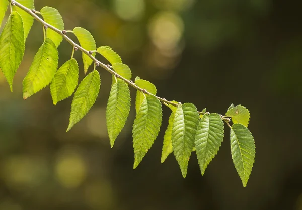 Branche d'arbre aux feuilles vertes — Photo