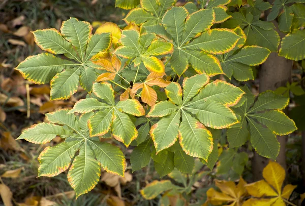 Geel herfstbladeren groen textuur — Stockfoto