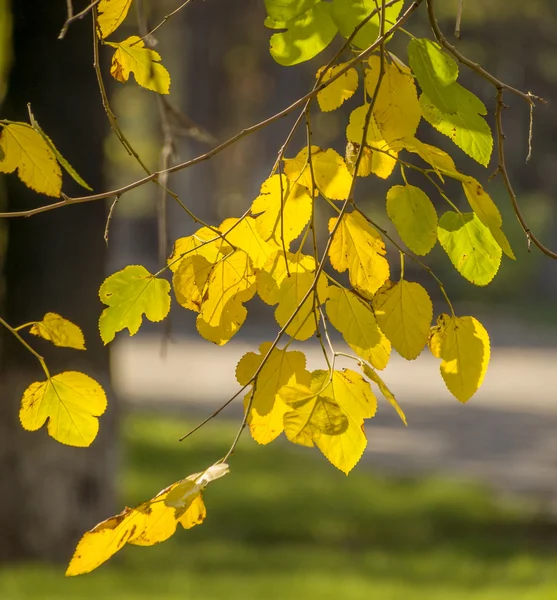 Foglie di colore oro — Foto Stock