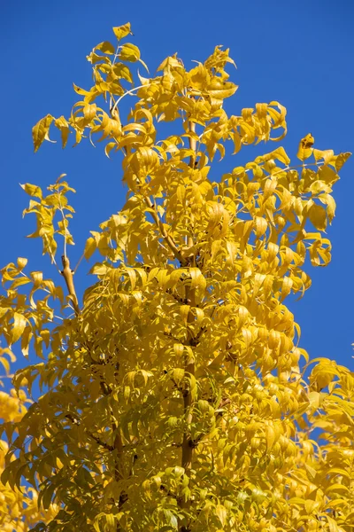 Albero d'oro nella foresta — Foto Stock