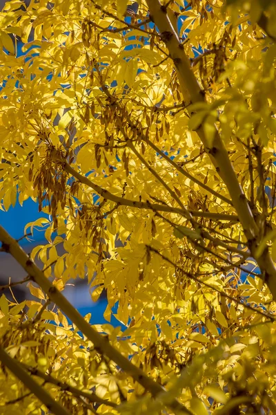 Foglie di colore dorato in autunno — Foto Stock