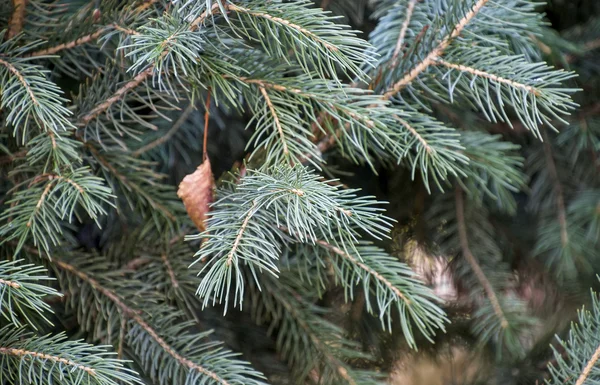 Épinette bleue branches — Photo