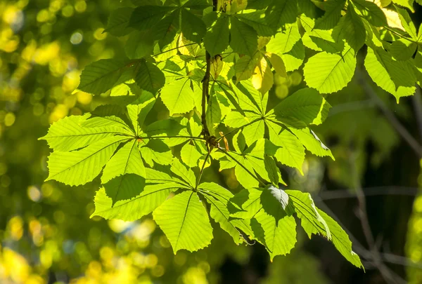 Feuilles vertes contre le soleil — Photo