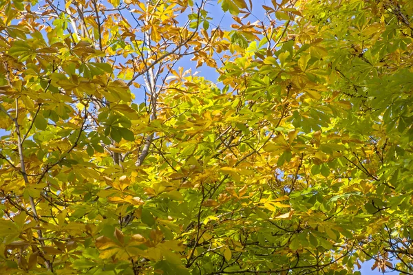 Foglie di colore dorato in autunno — Foto Stock