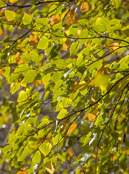 Foglie di colore dorato in autunno — Foto Stock