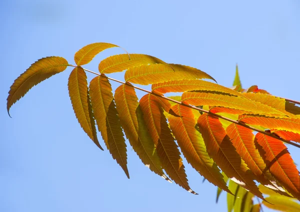 Červená barva listů na podzim — Stock fotografie