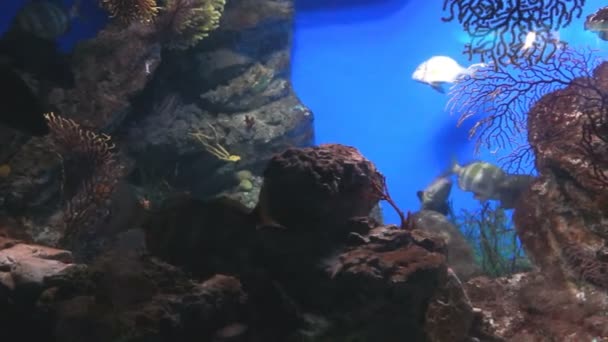 Akvarium i Barcelona — Stockvideo