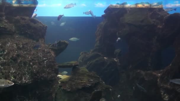 Aquarium van Barcelona — Stockvideo
