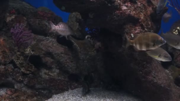 Aquarium von Barcelona — Stockvideo