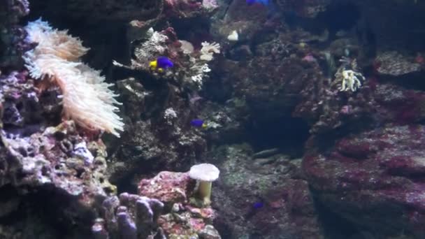 Aquarium of Barcelona — Stock Video