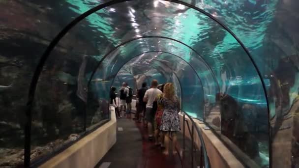 Touristen betrachten Fische im Aquarium — Stockvideo