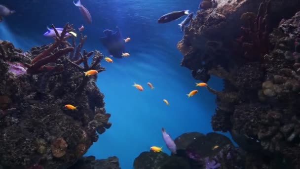 Acuario de Barcelona — Vídeo de stock