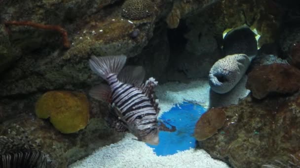 Aquarium de Barcelone — Video