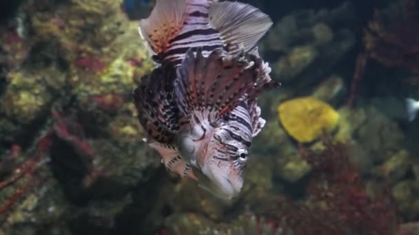 Aquarium van Barcelona — Stockvideo