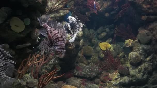 バルセロナ水族館 — ストック動画