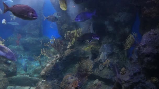 Acquario di Barcellona — Video Stock