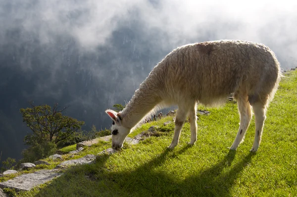 Lama in Machu Picchu Ruinen — Stockfoto