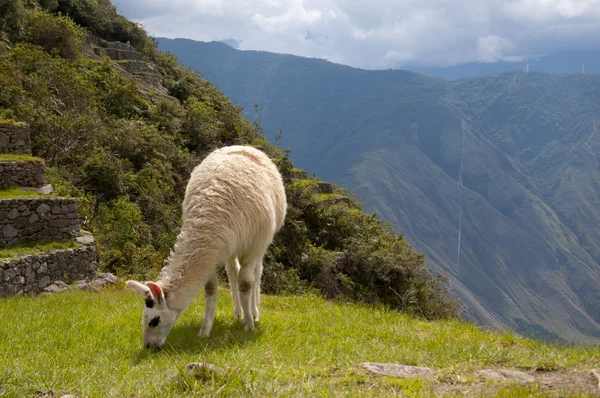 Machu Picchu Harabeleri Lama — Stok fotoğraf