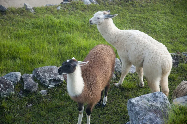 Lamas em Machu Picchu ruínas — Fotografia de Stock