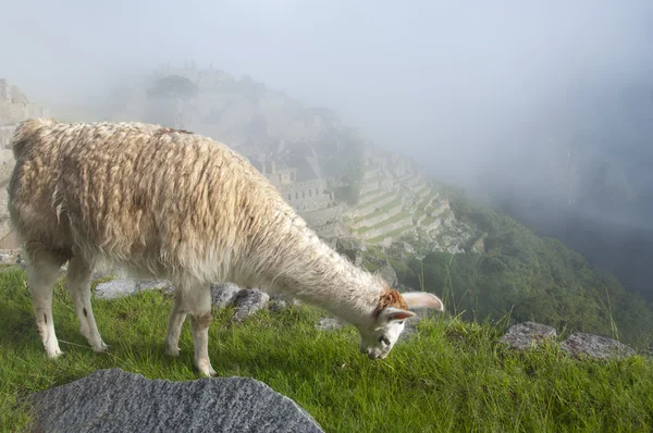 Lama in Machu Picchu Ruinen — Stockfoto