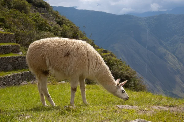 Lama em Machu Picchu ruínas — Fotografia de Stock