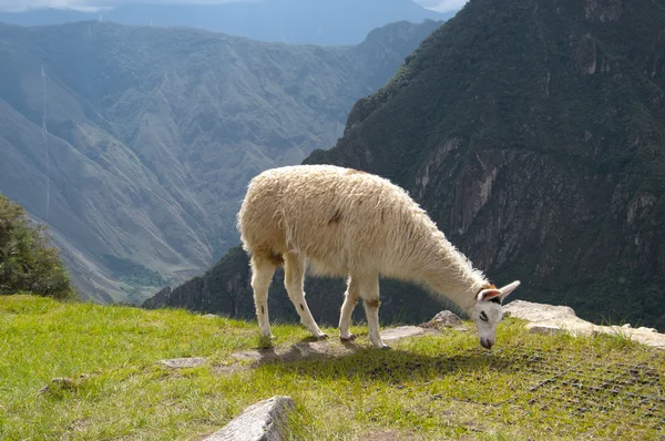 Lama em Machu Picchu ruínas — Fotografia de Stock